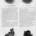 Correct Millinery for Mourning Wear, 1907